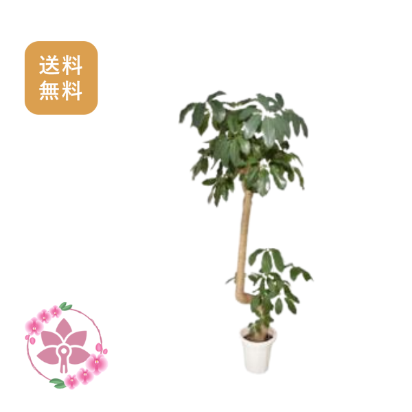 胡蝶蘭画像