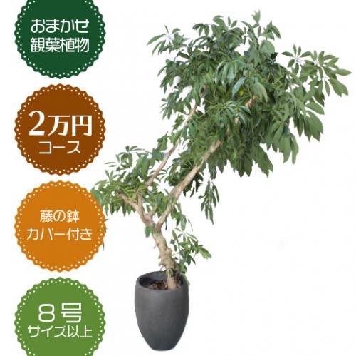 胡蝶蘭画像