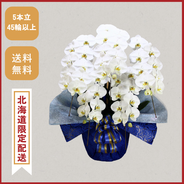 胡蝶蘭画像