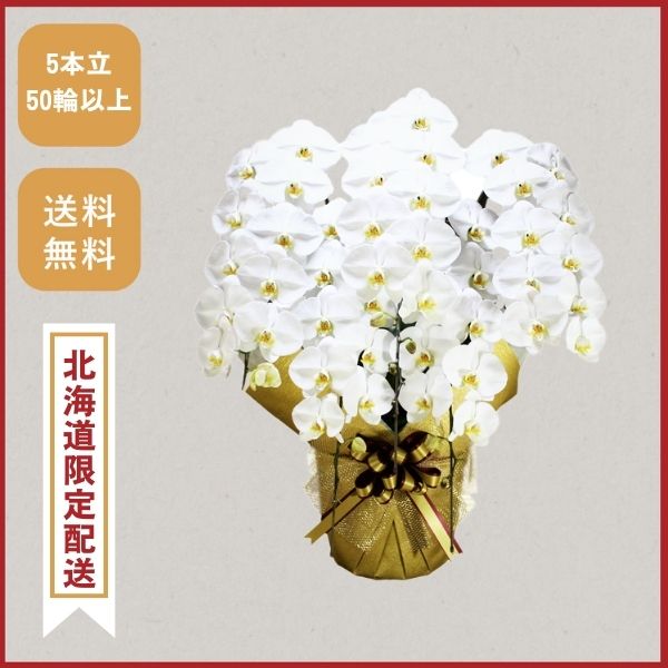 胡蝶蘭画像