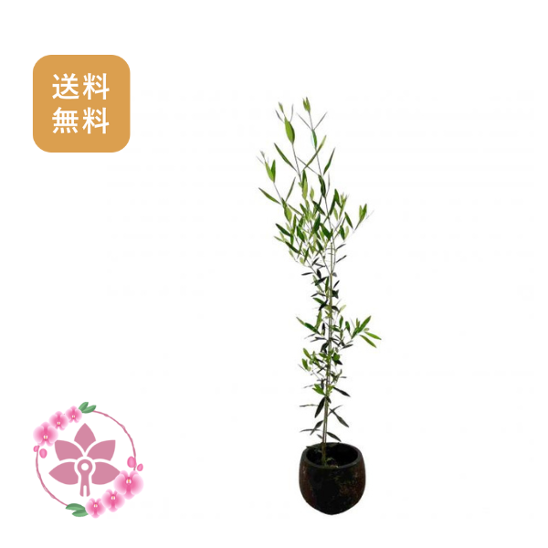 胡蝶蘭画像