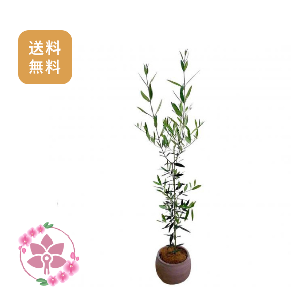 胡蝶蘭画像