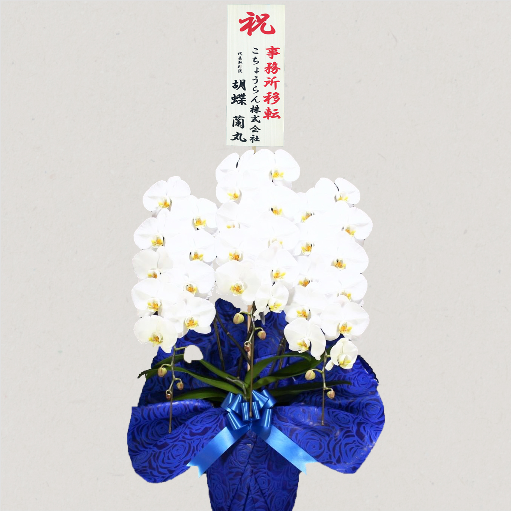 胡蝶蘭画像