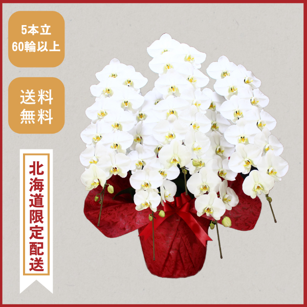 胡蝶蘭画像