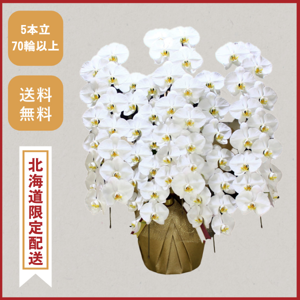 胡蝶蘭画像