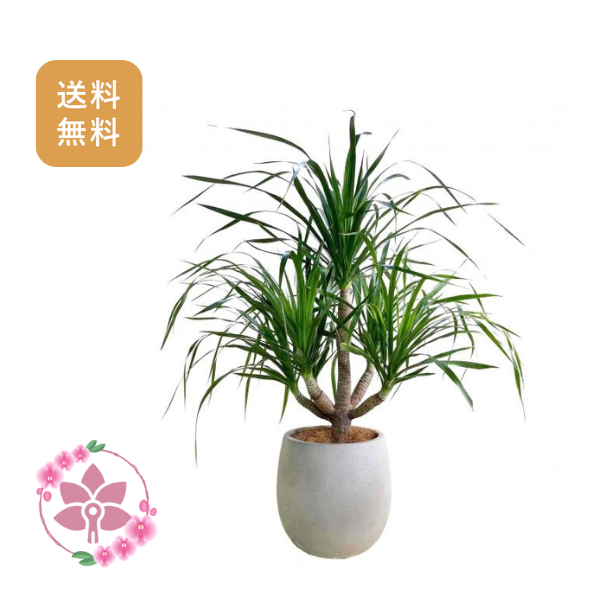 胡蝶蘭画像