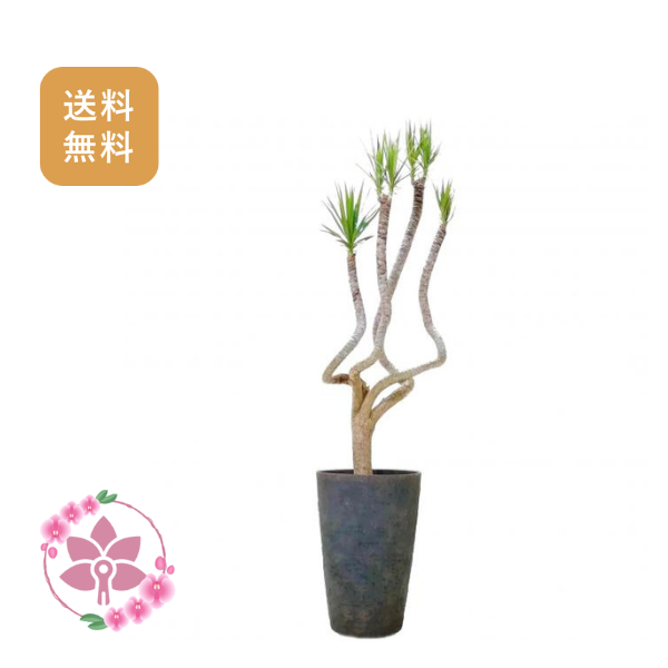 胡蝶蘭画像