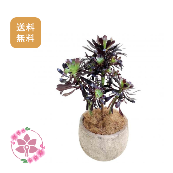 胡蝶蘭画像