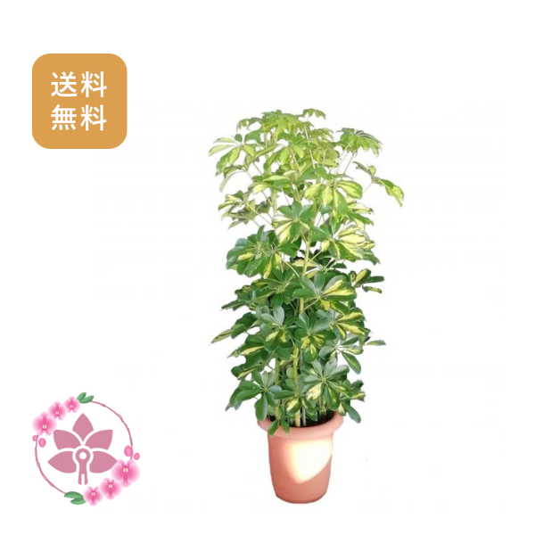 胡蝶蘭画像