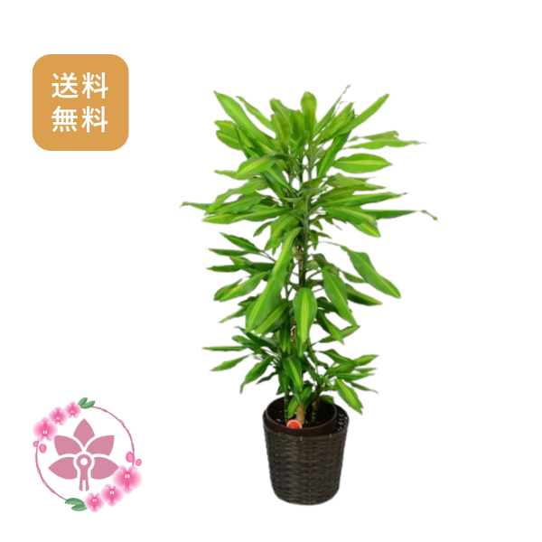 胡蝶蘭画像