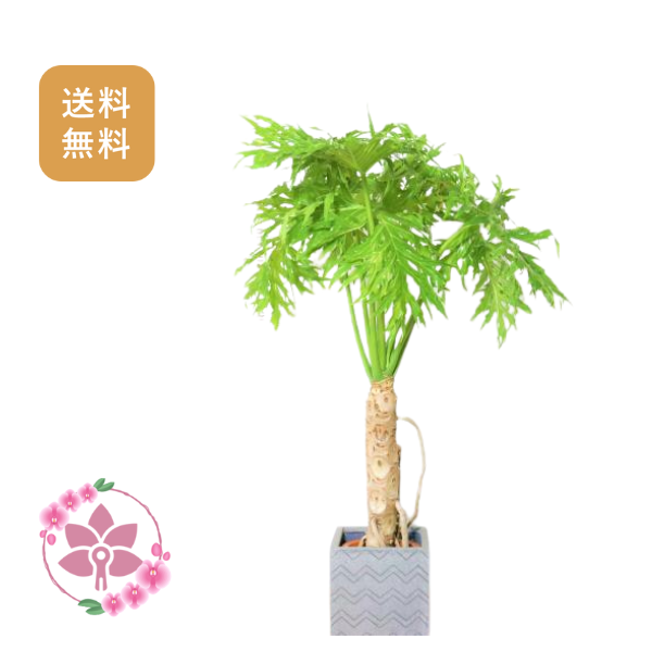 胡蝶蘭画像
