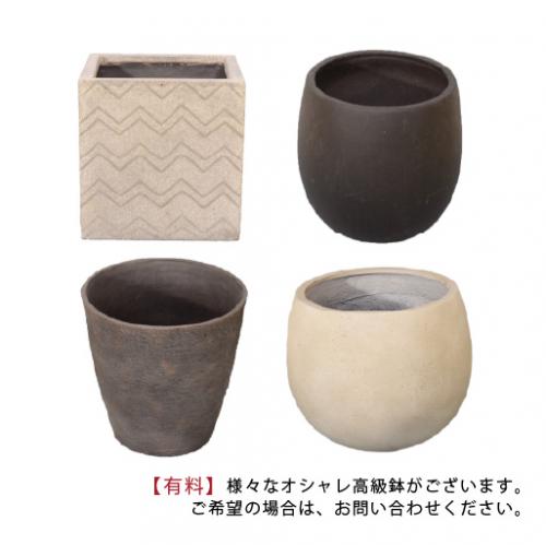 胡蝶蘭画像