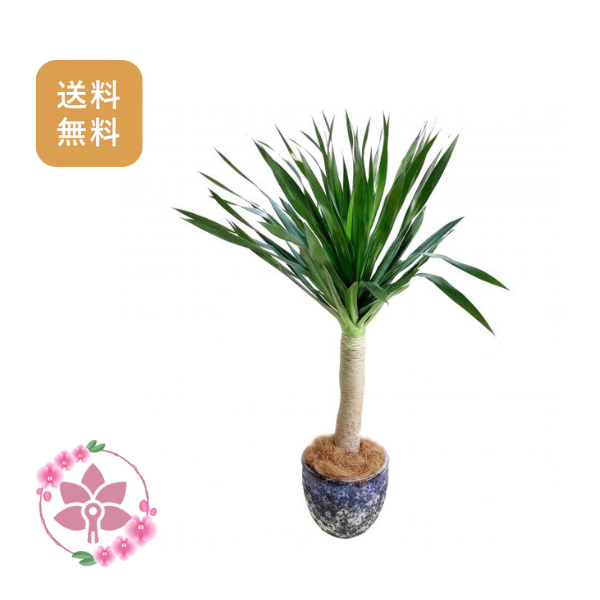 胡蝶蘭画像