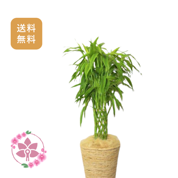 胡蝶蘭画像