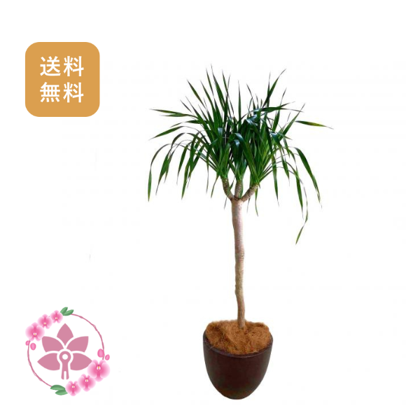 胡蝶蘭画像