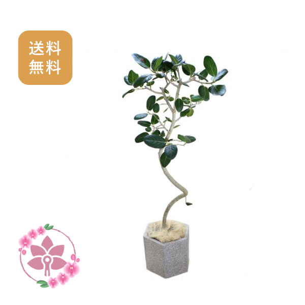 胡蝶蘭画像
