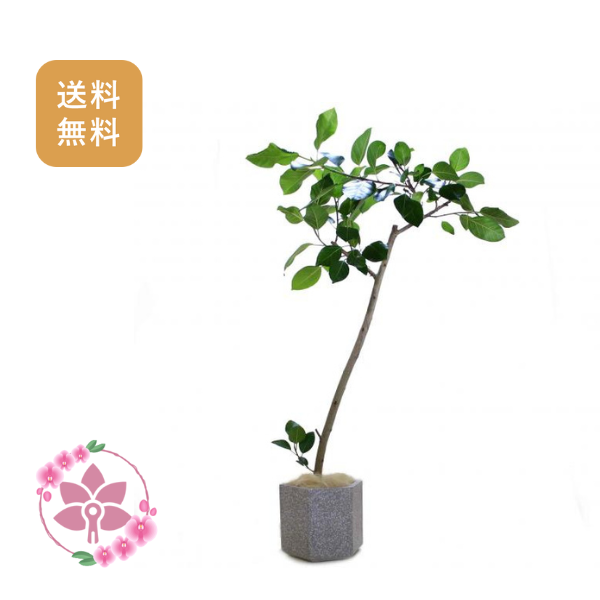 胡蝶蘭画像