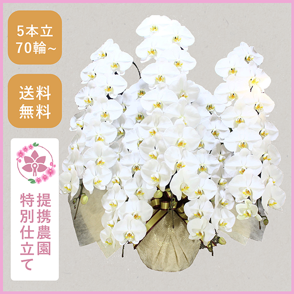胡蝶蘭画像