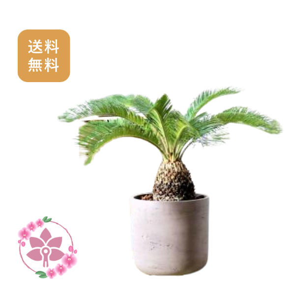 胡蝶蘭画像