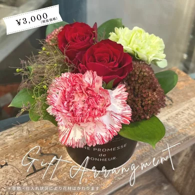 胡蝶蘭画像