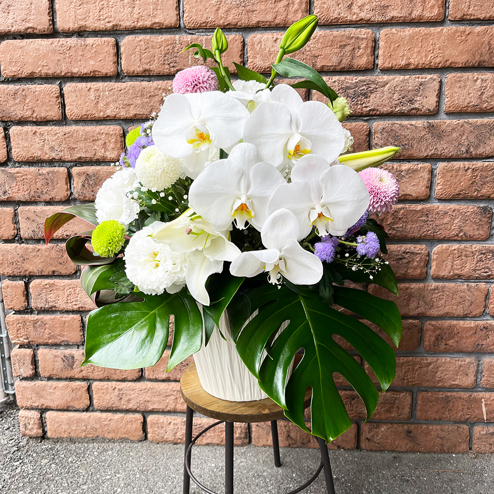 胡蝶蘭画像