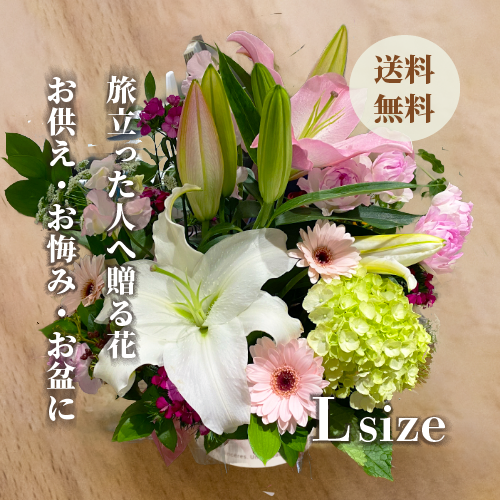 胡蝶蘭画像