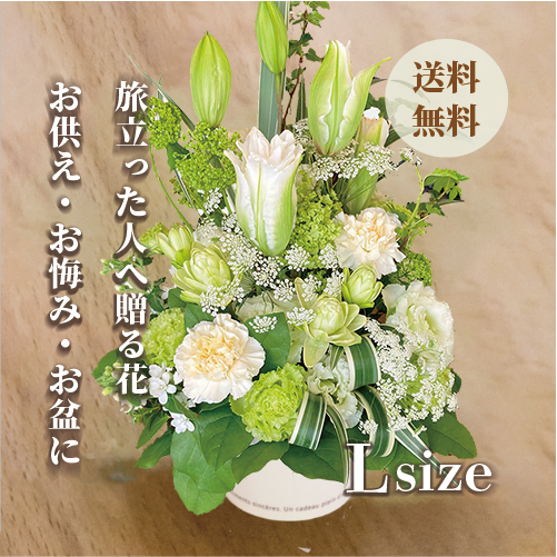 胡蝶蘭画像