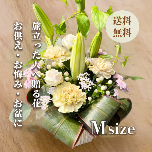 胡蝶蘭画像