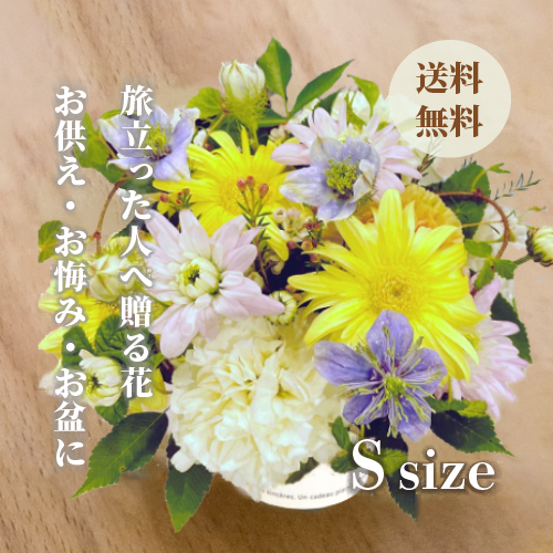 胡蝶蘭画像