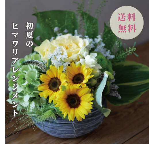 胡蝶蘭画像