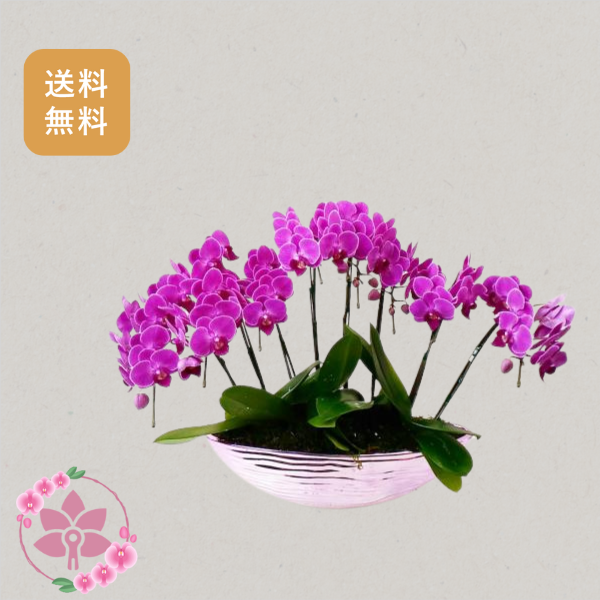 胡蝶蘭画像