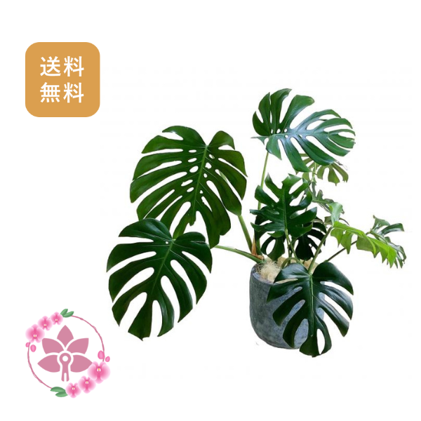 胡蝶蘭画像