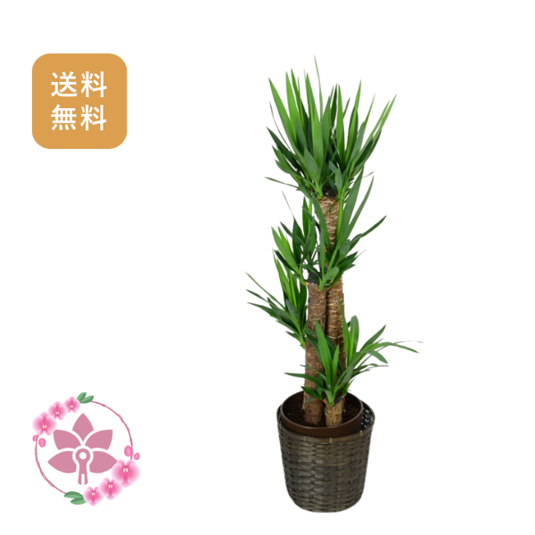 胡蝶蘭画像