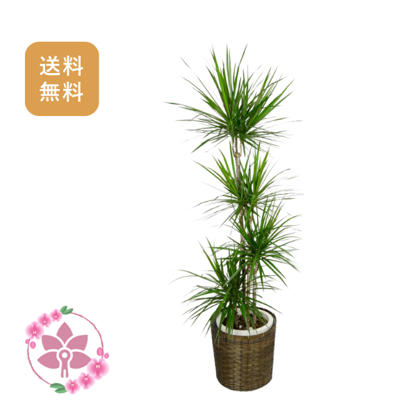 胡蝶蘭画像