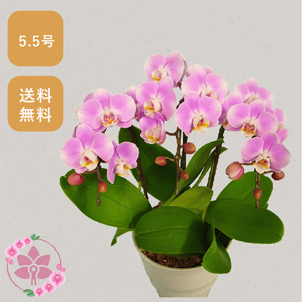 胡蝶蘭画像