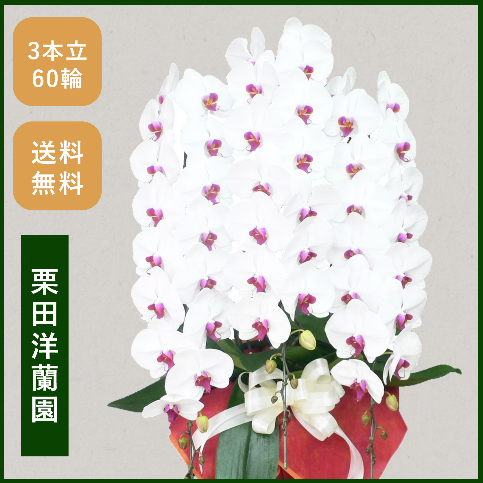 胡蝶蘭画像