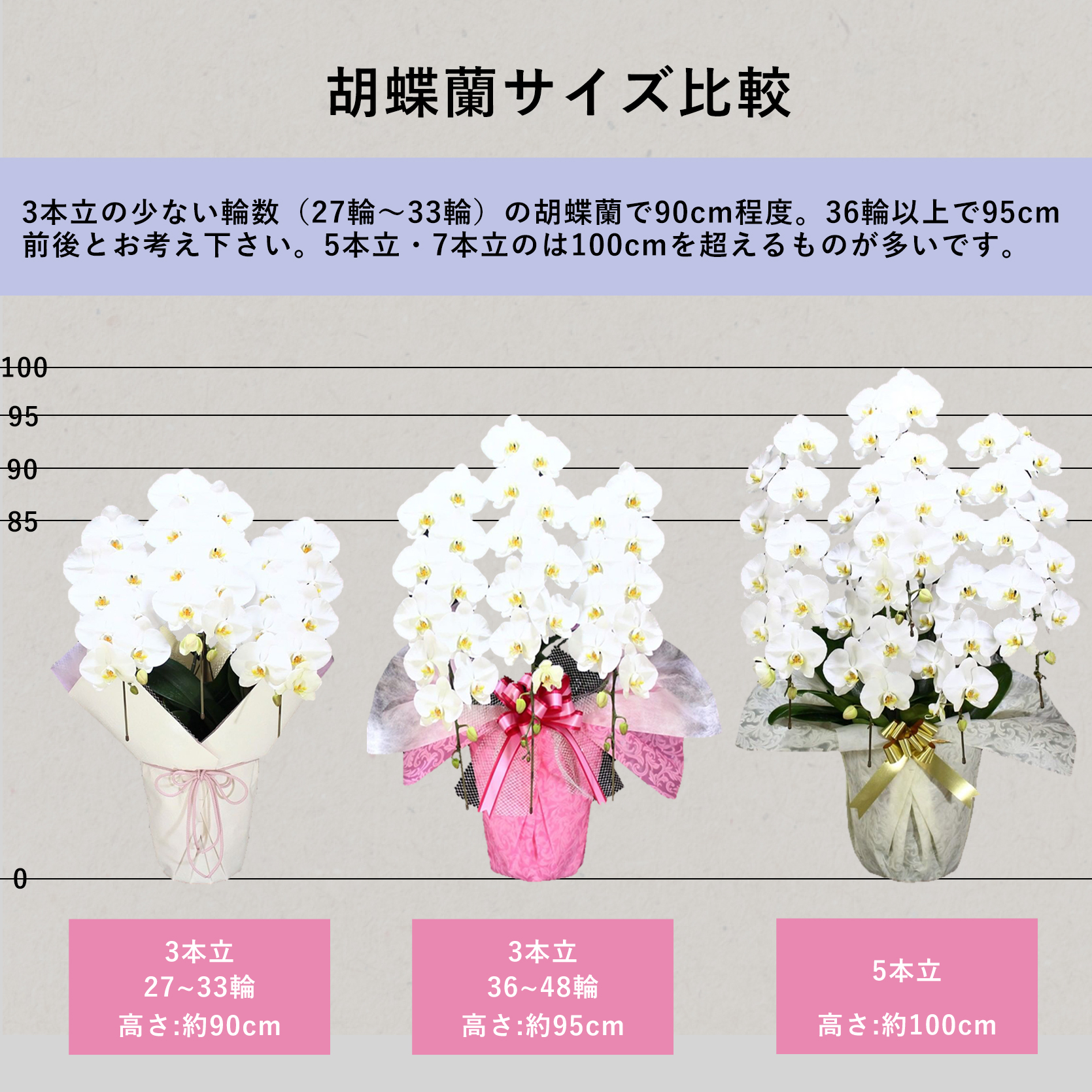 胡蝶蘭画像