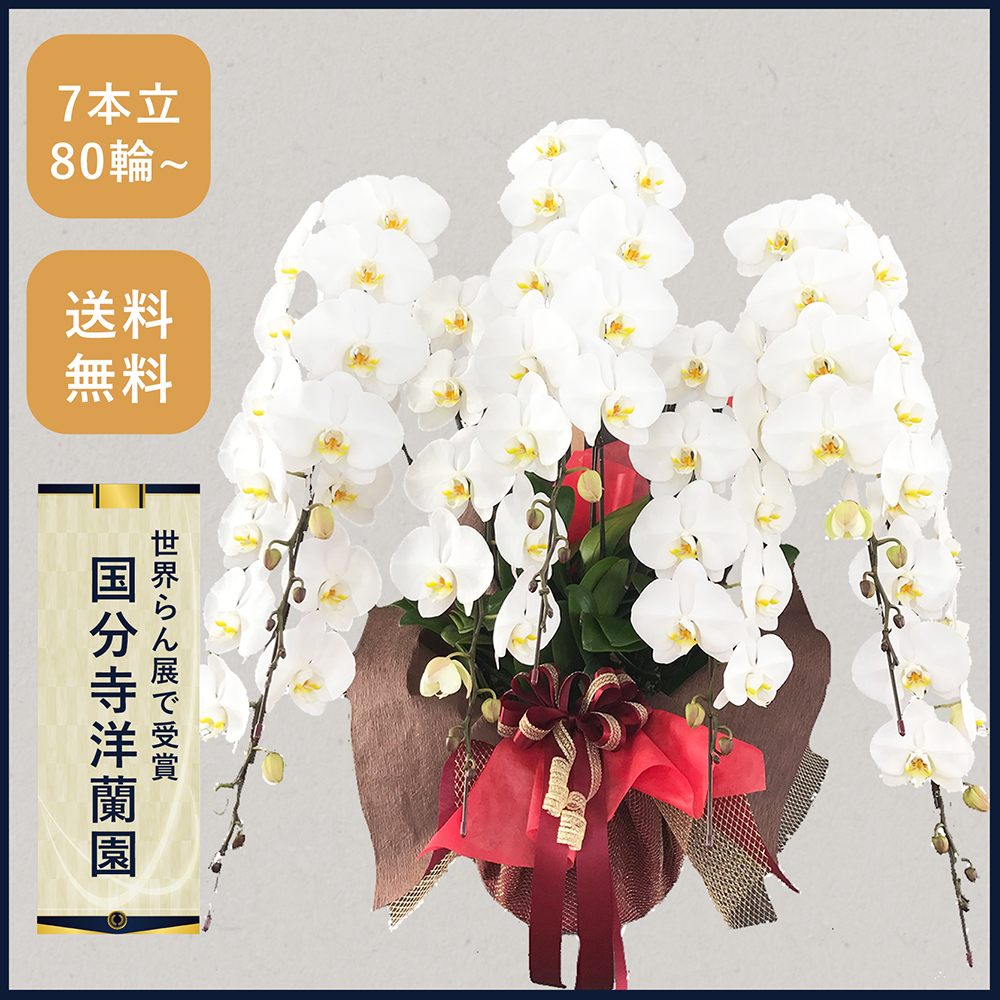 胡蝶蘭画像