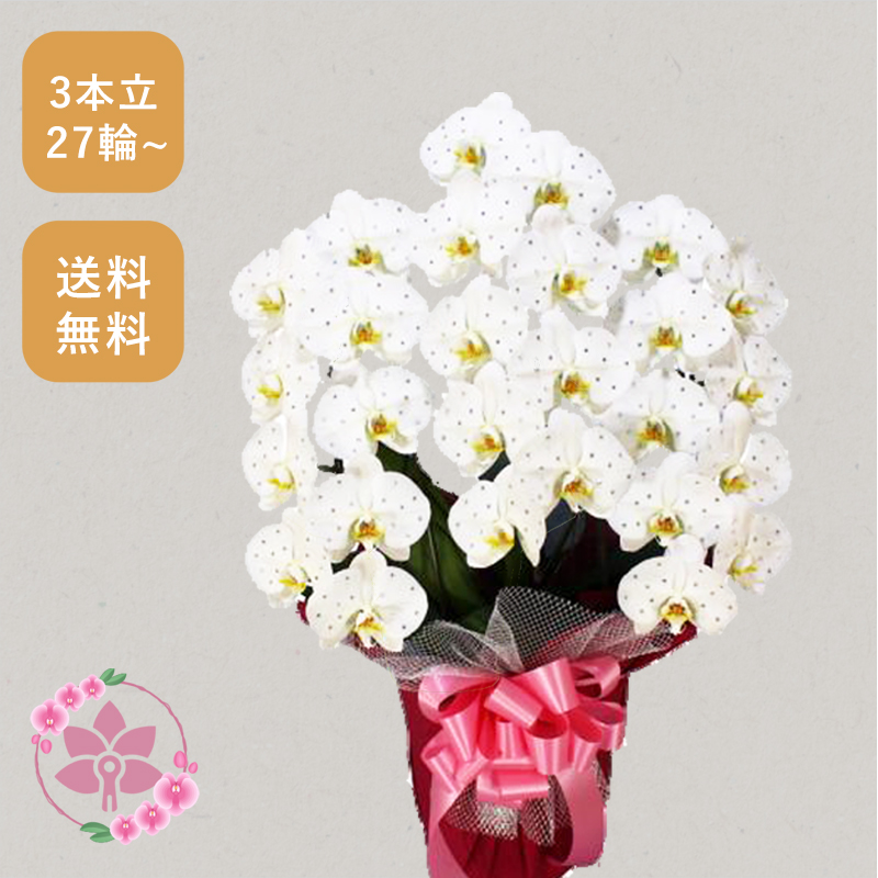 胡蝶蘭画像
