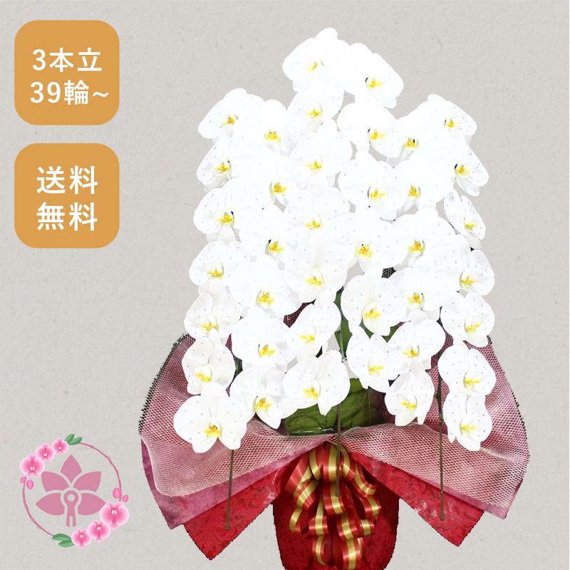 胡蝶蘭画像