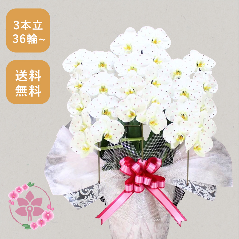 胡蝶蘭画像