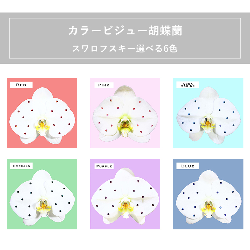 胡蝶蘭画像