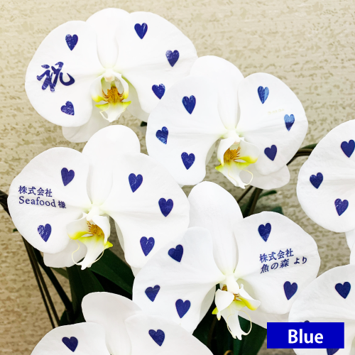 胡蝶蘭画像