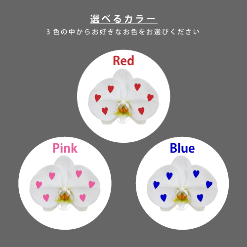 胡蝶蘭画像