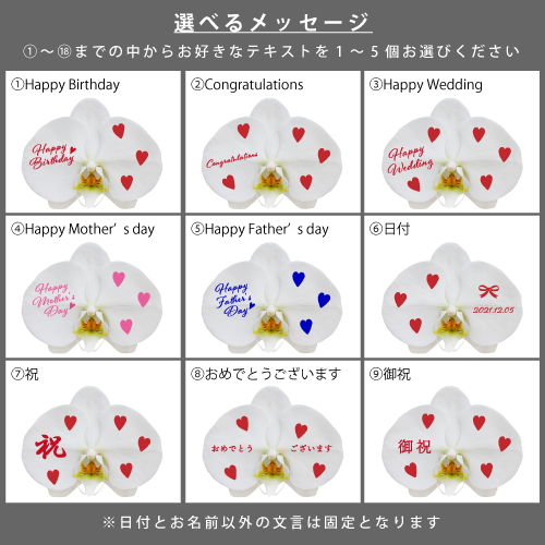 胡蝶蘭画像