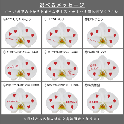 胡蝶蘭画像