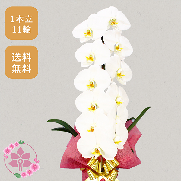 胡蝶蘭画像