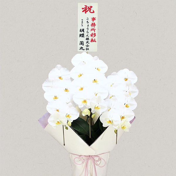 胡蝶蘭画像