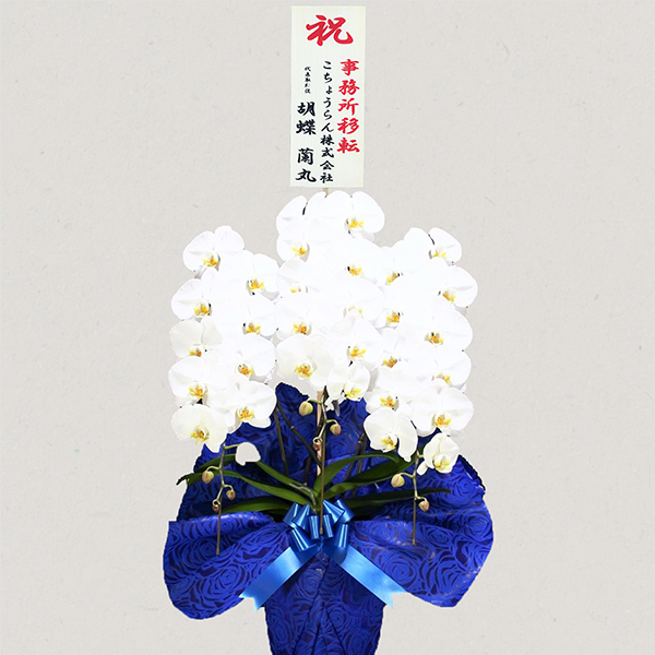 胡蝶蘭画像