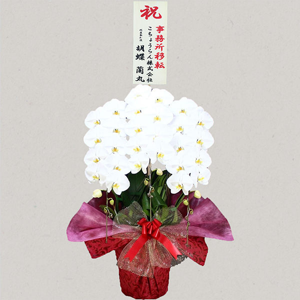 胡蝶蘭画像